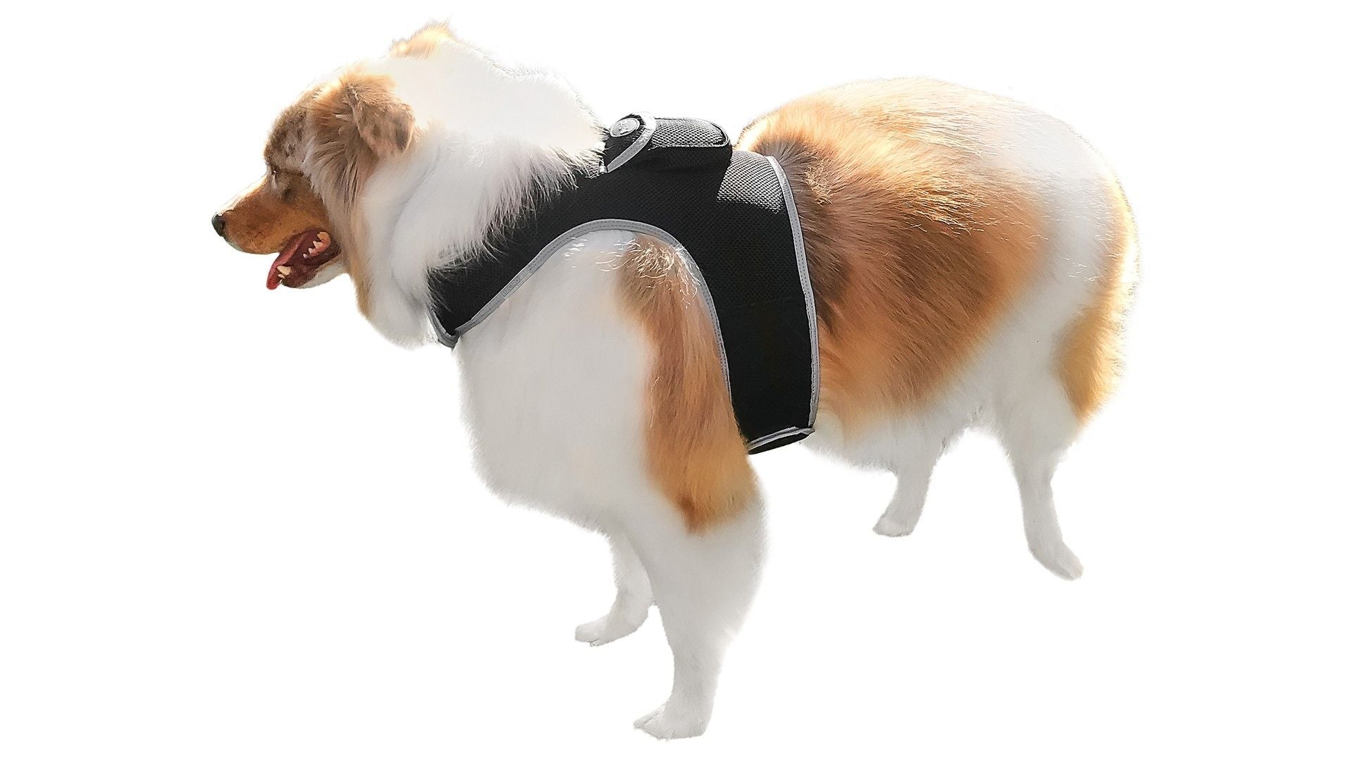 Collar Rechargeable Portable GPS Tracking Devices for Pets GSM Locator Size:XS