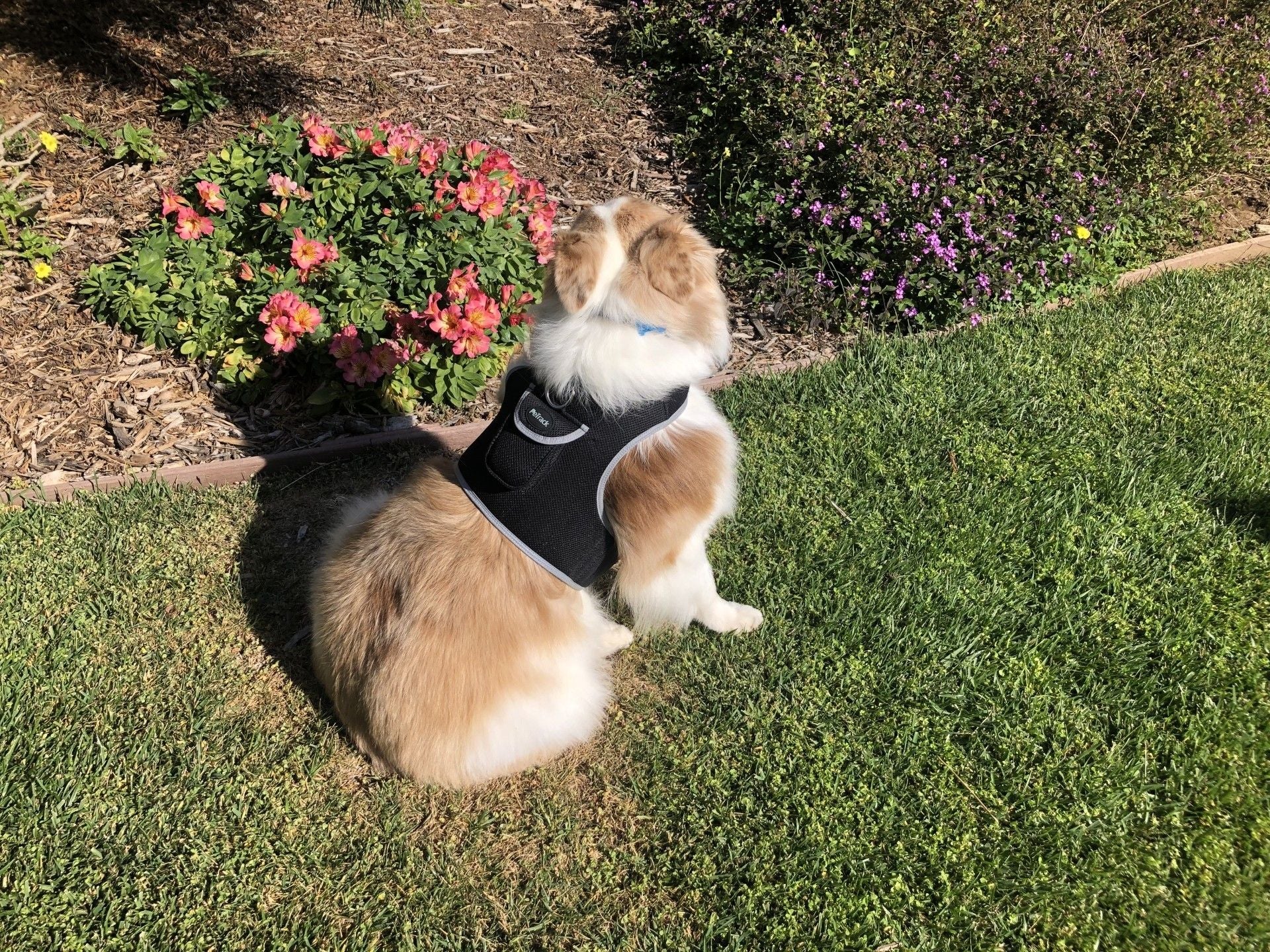 Collar Rechargeable Portable GPS Tracking Devices for Pets GSM Locator Size:XS