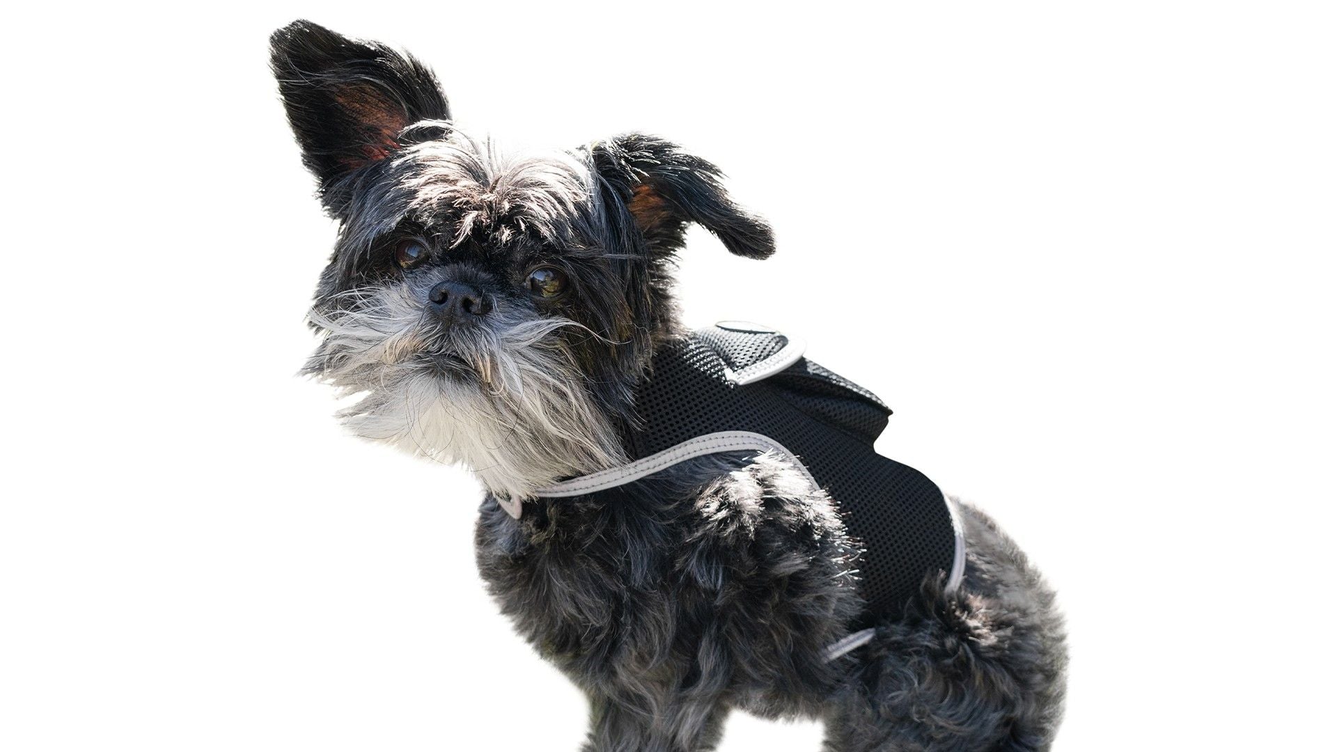 Collar Rechargeable Portable GPS Tracking Devices for Pets GSM Locator Size:S
